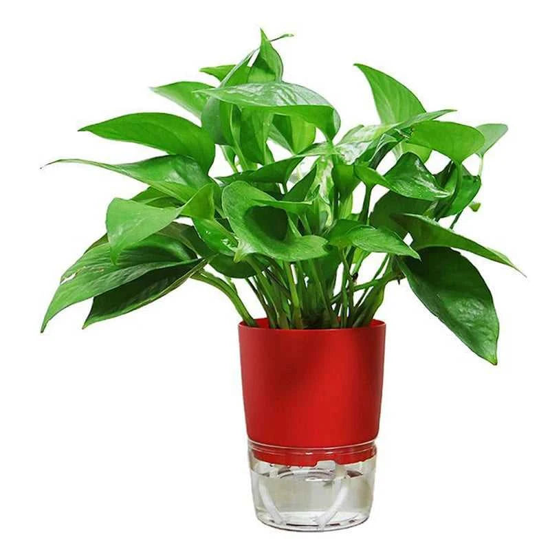 Watering Planter Handmade 2 Layer Self Watering Plant Flower Pot Water Container Round Flowerpot Home Garden Decor Dropshiping The jack market .AU The jack market .AU Home $ 21 14:29#green